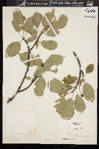 Prunus avium image