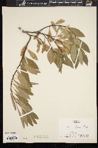 Prunus depressa image