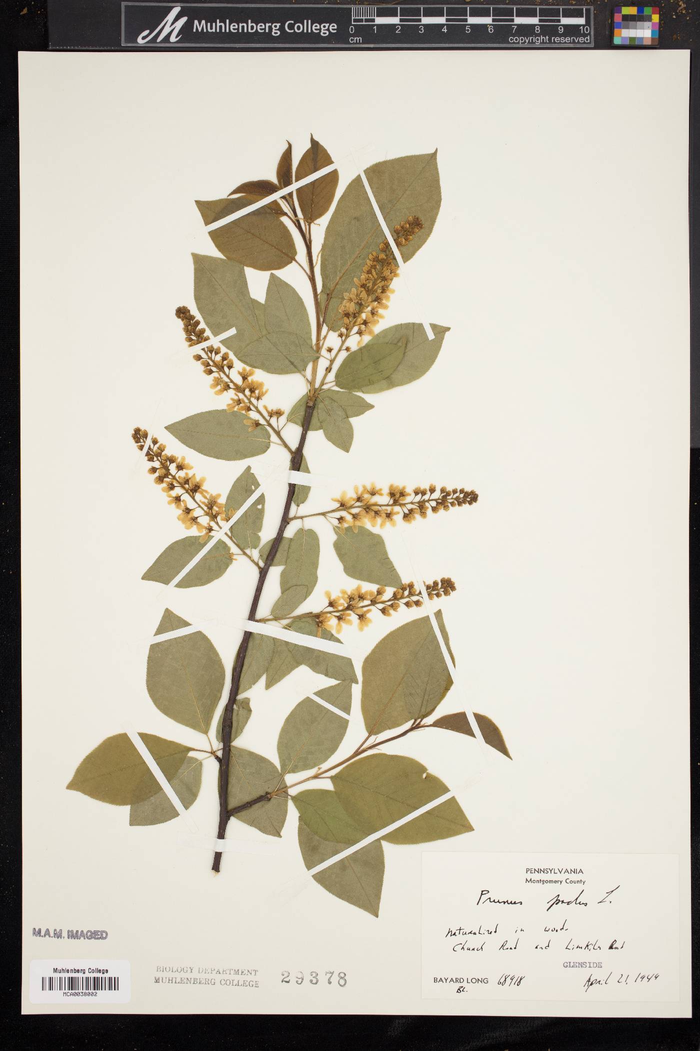 Prunus padus image