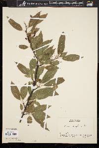 Prunus pensylvanica image