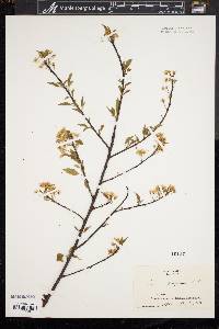 Prunus pensylvanica image