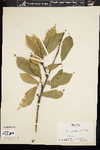 Prunus persica image