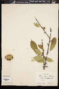 Prunus persica image