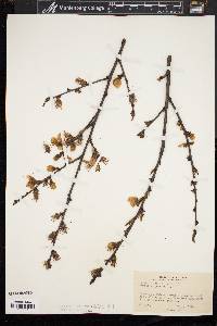 Prunus persica image