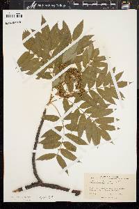 Pyrus americana image