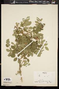 Rosa canina image