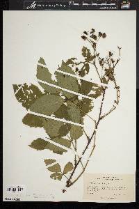 Rubus argutus image