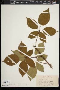 Rubus argutus image
