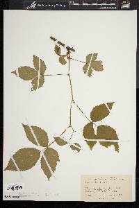 Rubus argutus image