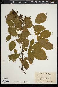 Rubus argutus image