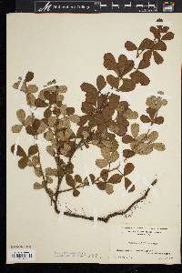 Rubus cuneifolius image