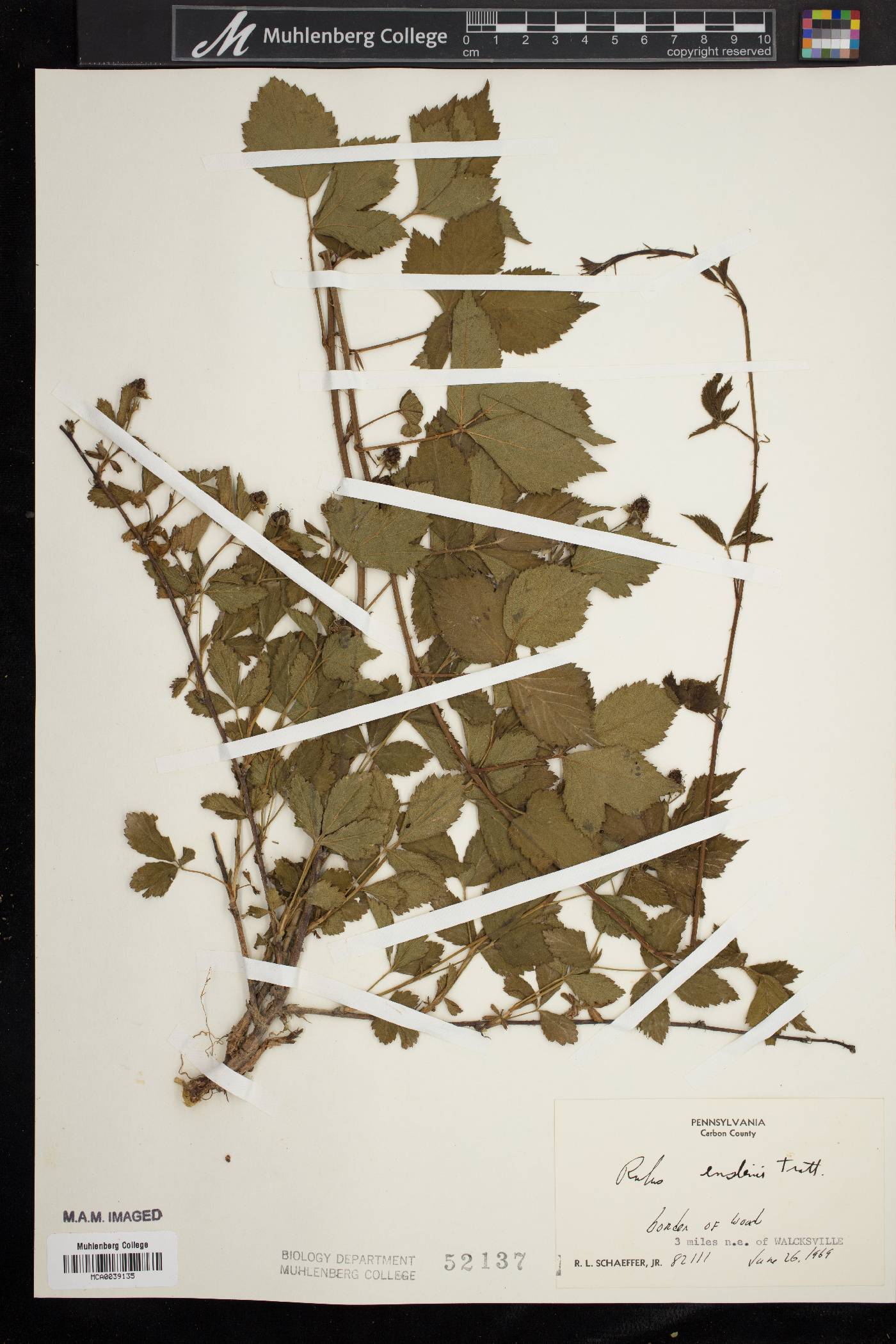 Rubus enslenii image
