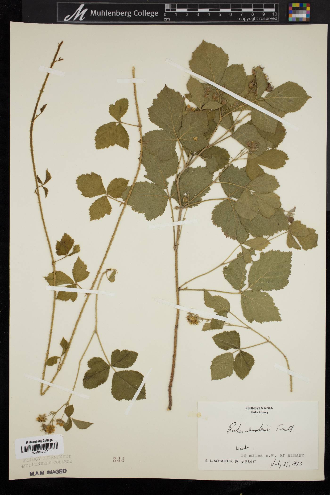 Rubus enslenii image