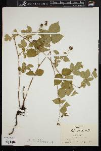 Rubus flagellaris image