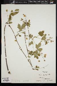 Rubus flagellaris image