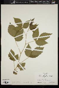 Rubus flagellaris image