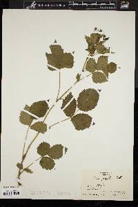 Rubus flagellaris image