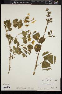 Rubus flagellaris image