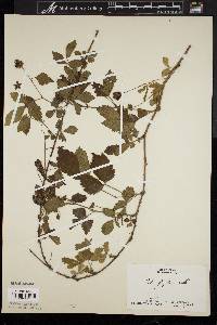 Rubus flagellaris image