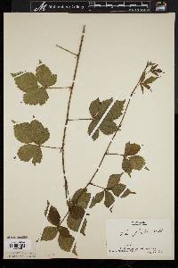 Rubus flagellaris image