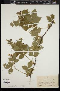 Rubus flagellaris image