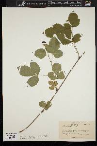 Rubus flagellaris image