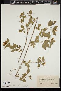 Rubus flagellaris image