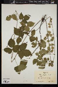 Rubus flagellaris image