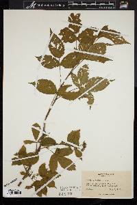 Rubus frondosus image