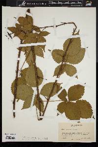 Rubus frondosus image