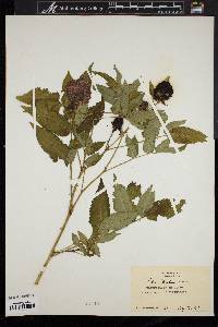 Rubus illecebrosus image