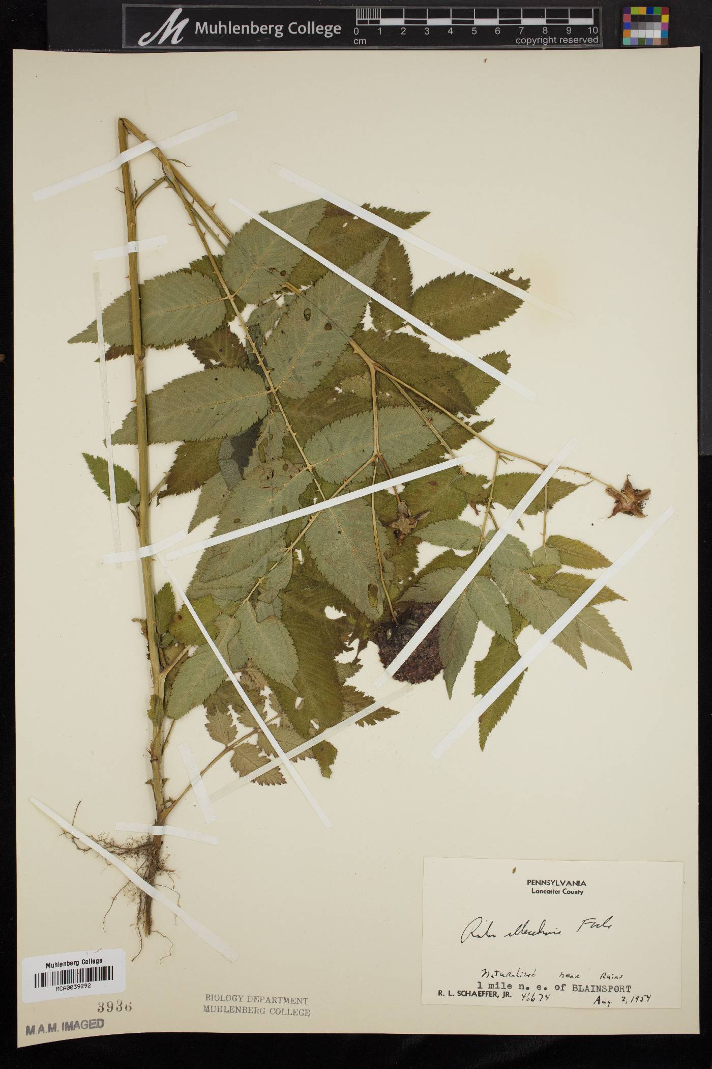 Rubus illecebrosus image