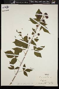 Rubus occidentalis image