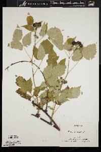 Rubus occidentalis image