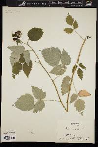 Rubus occidentalis image