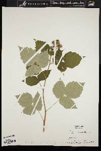 Rubus occidentalis image