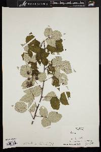 Rubus occidentalis image