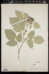 Rubus occidentalis image