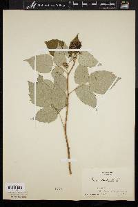 Rubus occidentalis image