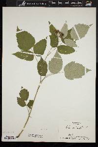 Rubus occidentalis image