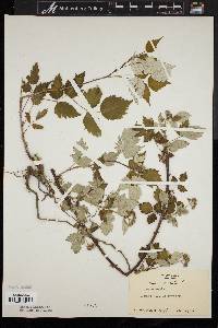 Rubus occidentalis image