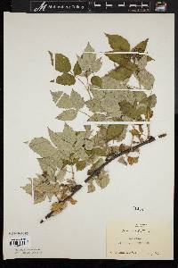 Rubus occidentalis image