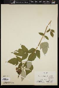 Rubus occidentalis image