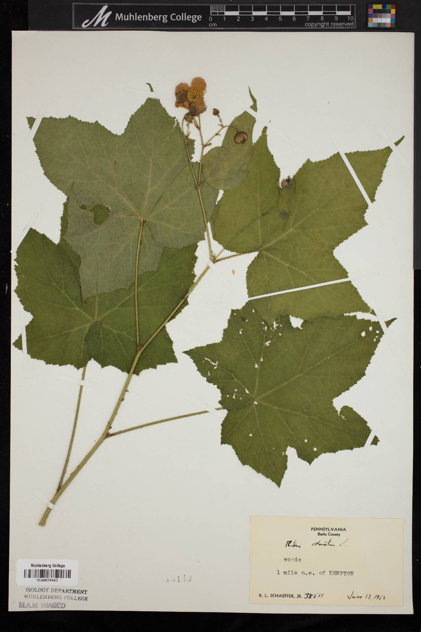 Rubus odoratus image