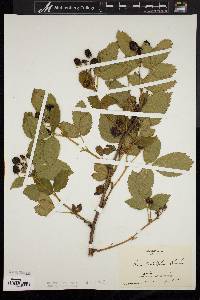 Rubus pensilvanicus image