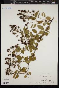 Rubus pensilvanicus image