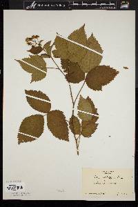 Rubus pensilvanicus image