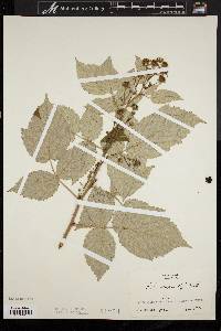 Rubus discolor image