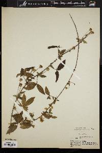 Rubus trivialis image