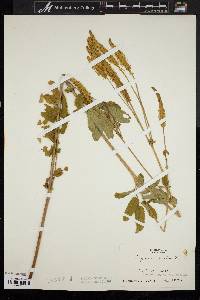 Sanguisorba canadensis image